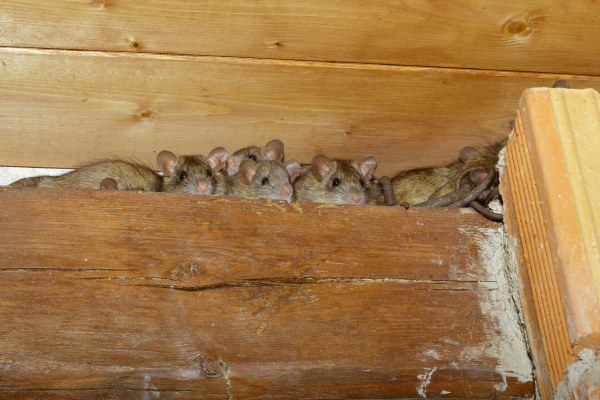 5 Signs You Have Mice In Your Attic And How You Can Remove Them - Rid-O-Mice